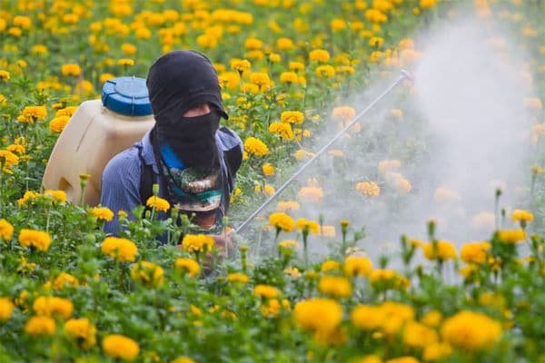 spraying weed killer